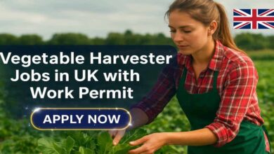 Vegetable Harvester Jobs in UK with Work Permit